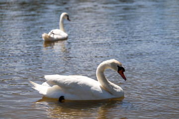 Obraz premium Close-Up of Swans on a Tranquil Lake Beauty and Harmony in Nature