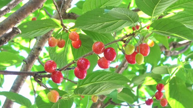 太陽の光を浴びて赤く熟した日本のさくらんぼの実のクローズアップ 4K