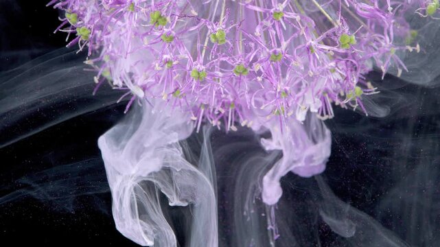 Purple allium with ink plume and flowing tendrils underwater studio capture showing vibrant purple petals releasing milky ink that flows into black