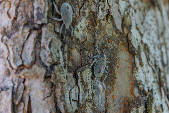 Several yellow-spotted stink bug nymphs Erthesina fullo crawling on the rough bark of a tree trunk in nature. High quality macro shot capturing insect wildlife.