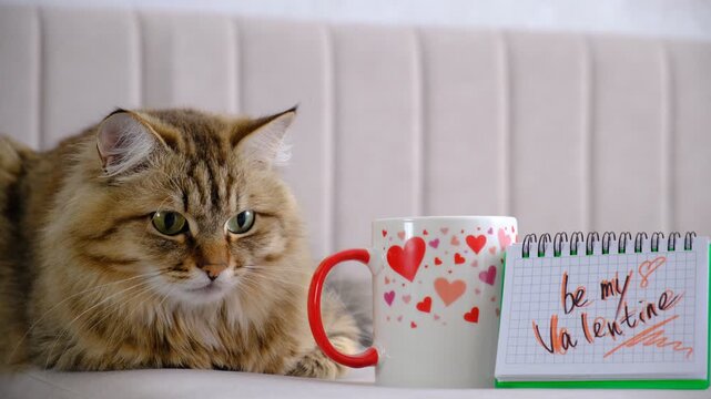 Relaxing cat with cup of tea, hearts pattern on the cup. Note pad with text Be my Valentine. funny pretty cute tabby kitten. Mixed breed cat. Funny pets. Valentines Day, Birthday, Dating
