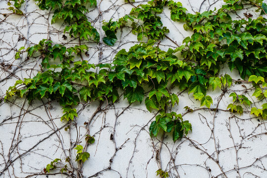 Background: a white wall covered in green simply ivy.