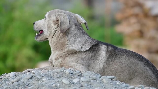 Close-up video of a happy mixed-breed dog resting outdoors in a natural environment, looking toward the camera with a relaxed expression and shallow depth of field background.