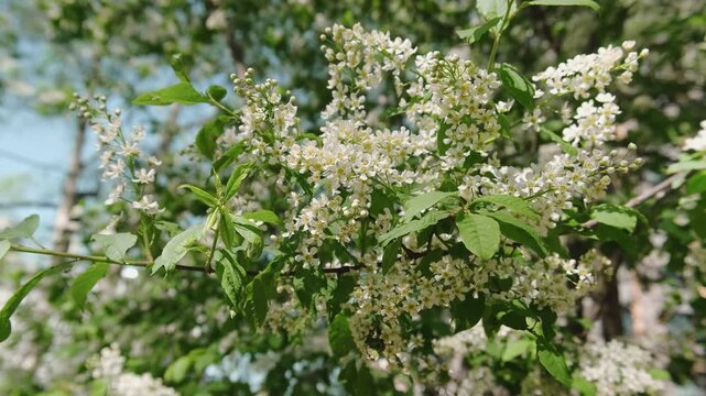 Spring nature, calm background. Prunus padus in bloom. Branch with bird cherry blossoms sways in the wind. 