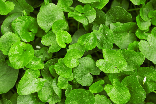 Beautiful green leaves with dew as background, closeup