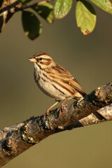 Fototapeta premium Small tree pipit bird rests on a textured branch. Warm sunlight illuminates its striped plumage. Soft focus background shows green leaves and neutral tones. Birding enthusiast dream photo.