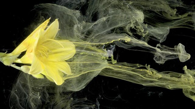 Yellow lily creating lateral wake of ink, long trailing ribbons and turbulent swirls convey dynamic motion and dramatic energy in studio fluid test