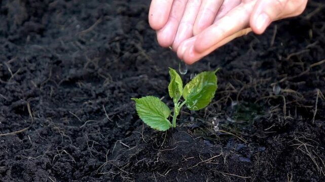 Female hand drip watering small green sprout in fertile soil. Woman watering young plant from palms. Green seedling in soil. Sprouted seed in fertile soil.