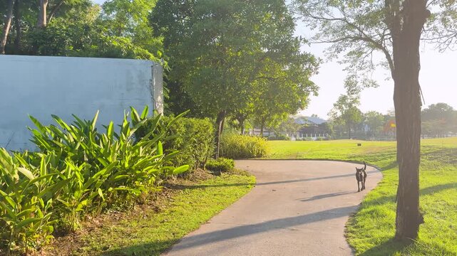Stray Dog Walking Along Asphalt Path on Tropical Golf Course