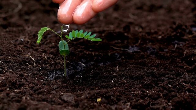 Woman watering young plant from palms. Green seedling in wet soil. Female hand drip watering green sprout in fertile soil. water feeding plant seedlings.