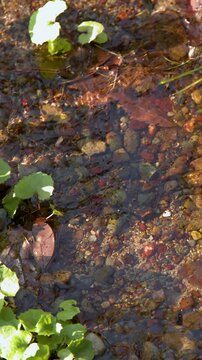 Shallow Stream Flowing Over Stones in Oyama Shrine Garden