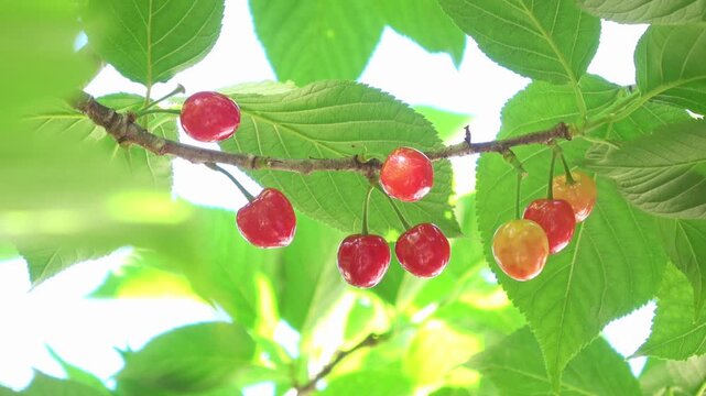 太陽の光を浴びて赤く熟した日本のさくらんぼの実のクローズアップ 4K
