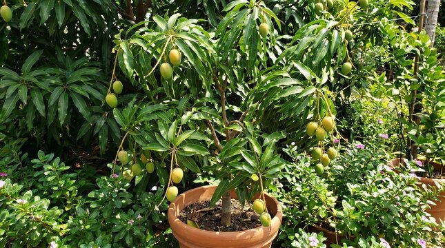 Small mango tree growing in a terracotta pot in a garden