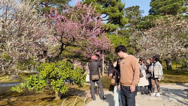 Tourists Walking Through Kenrokuen Garden During Spring Plum Blossom Season