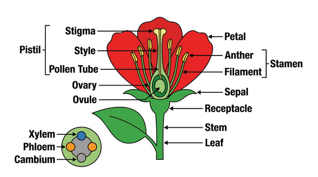 Detailed diagram of a flower's anatomy showing pistil, stamen, petals, sepals, ovary, ovules, and vascular tissues