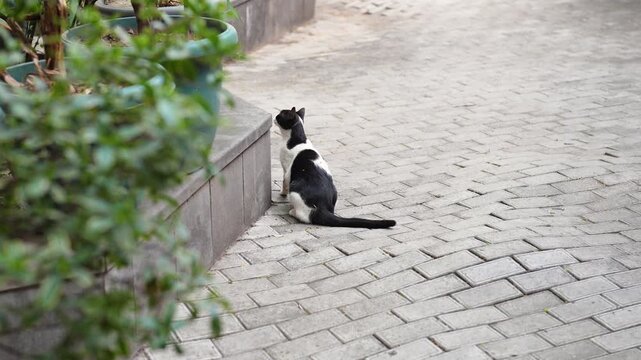 Stray black and white relaxed funny cat rolling around on rough asphalt pavement outdoors, curious furry kitty having fun outside on street, twisting and rolling on ground, common animal behavior.