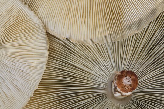 Poisonous death cap mushrooms Amanita phalloides underside gills spores.	