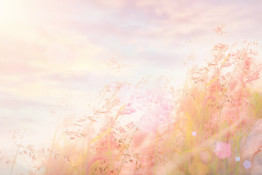 Dreamy landscape of wild grass field at sunset with soft pink and golden sunlight, blurred bokeh background