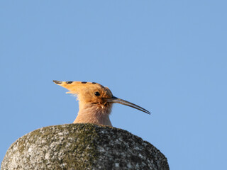 A hoopoe looks out from the top of a pole. © Marco