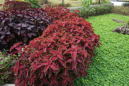 A lush and colorful expanse of ornamental plants from an overhead view, showing a mix of red and dark purple Coleus leaves and bright pink buttonflower plants.                              