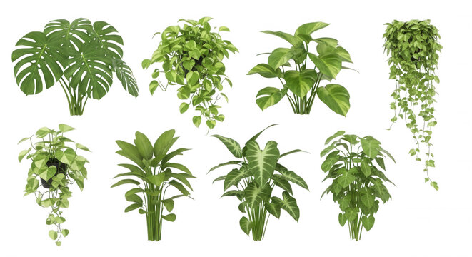 Collection of various green potted houseplants including monstera and trailing vines isolated on a solid black background