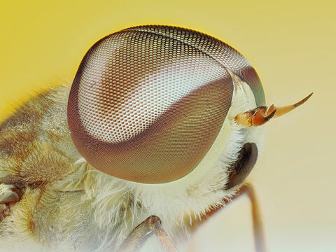 Extreme macro portrait of a Horsefly head with detailed compound eyes