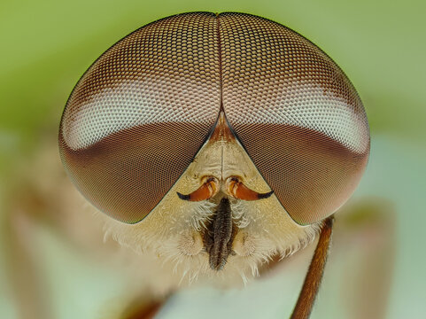 Extreme macro portrait of a Horsefly head with detailed compound eyes.