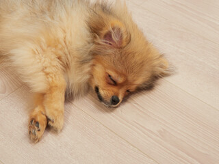 家のリビングにいる可愛いポメラニアンの子犬が眠い状態 © zheng qiang
