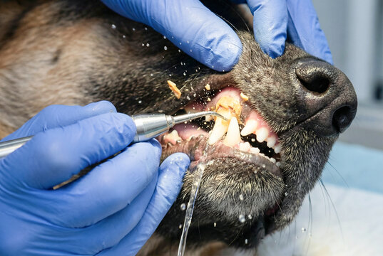 Equine veterinary dentistry horse dental floating teeth examination veterinarian large animal medicine livestock care