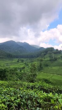 Beautiful landscape of green tea plantation on rolling hills with mountains and moving clouds in the background. Mount Burangrang, Bandung, Indonesia.