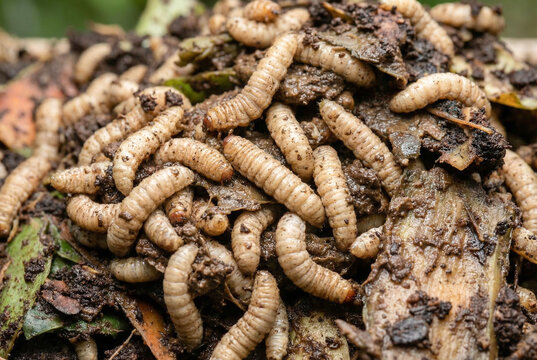 Black soldier fly larvae bioconversion organic waste sustainable protein insect farming compost ecological
