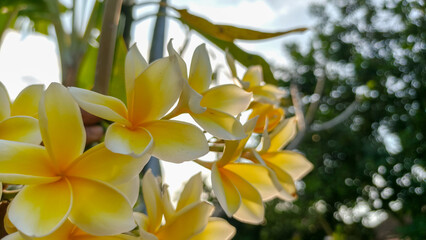 Obraz premium Yellow and White Frangipani Flowers Blooming in Tropical Garden for Wellness and Natural Beauty Concept