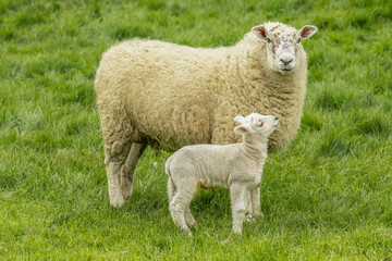 Fototapeta premium Heartwarming close-up of a mother sheep and her young lamb standing together in a lush spring meadow, with the lamb gazing lovingly up at its mother. Natural rural countryside scene.