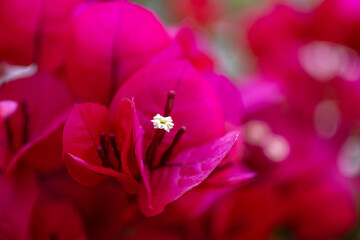Gros plan sur le feuillage coloré et les fleurs d'un bougainvillier © PPJ