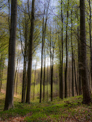 Fototapeta premium Peaceful spring forest with tall trees and fresh green foliage creating natural woodland path