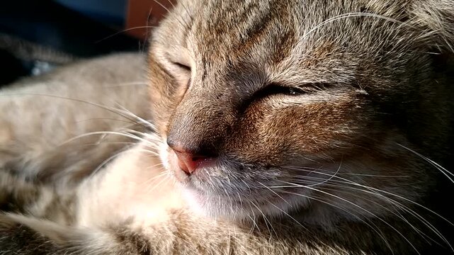 Funniest Expressions of a Light Brown Domestic Cat That Will Make You Laugh