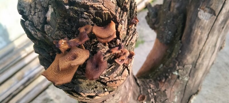 How to Identify Naturally Dried Auricularia Auricula Judae on Tree Bark
