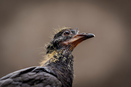 Extreme close-up portrait of a young bird fledgling with yellow down feathers