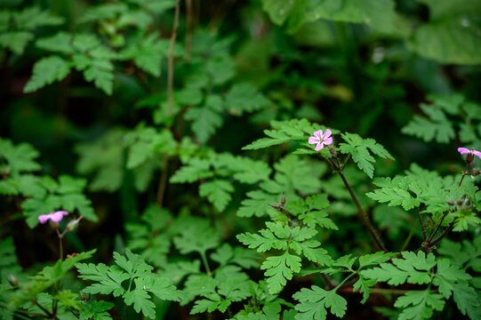Gardening. Geranium robertianum, commonly known as herb-robert or as Robert's geranium, is prolific plant considered by many as a weed. flowering, plant, spring, may, forest, pink, bloom, blossom,