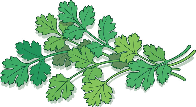 Cluster of fresh vibrant green cilantro leaves vector illustration on white background, organic coriander herb for culinary use, cooking ingredient, garnish, healthy food.