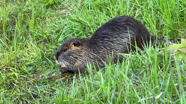 Nutria Eating Carrot Piece in Lush Green Grassy Field