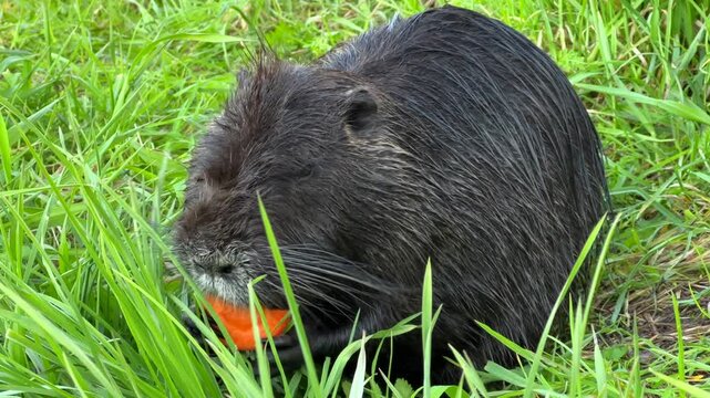 Nutria Eating Orange Carrot in Lush Green Grass