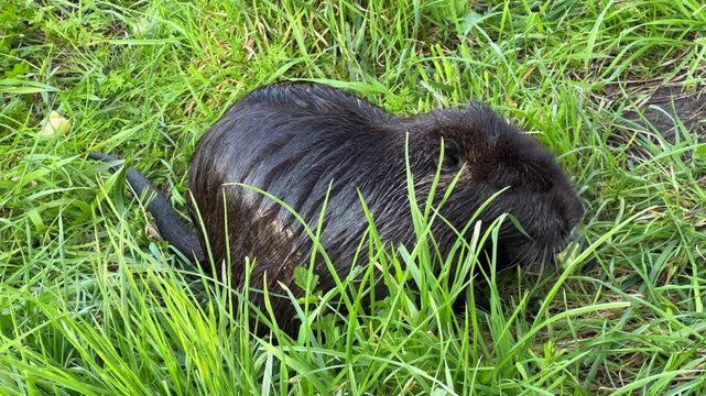 Dark Nutria Eating Cucumber Slice in Green Field