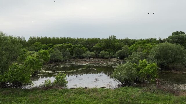 Wetland backwater with trees, calm water and many birds in the rural outskirts of Belgrade, Serbia. Concept of wildlife habitat, biodiversity, peaceful nature and ecological environment
