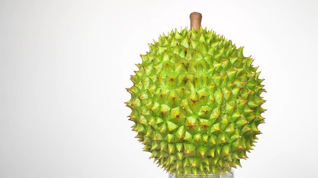 Panning shot of Vietnamese Ri6 durian on a professional white studio background.