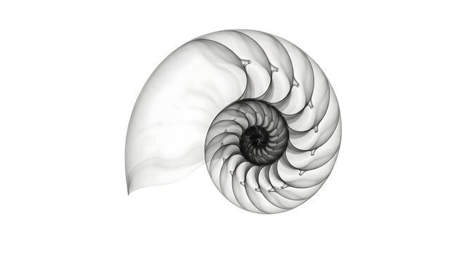Nautilus shell X-ray image showing internal spiral structure and chambers isolated on white background, black and white radiography of sea shell, fibonacci golden ratio in nature photography.