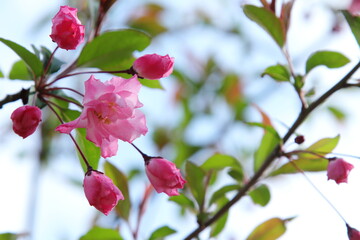Fototapeta premium 春の日差しを浴びて咲く花