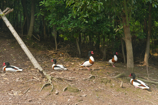 Shelducks resting under the tree