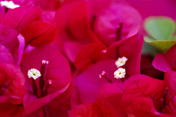 Gros plan sur le feuillage coloré et les fleurs d'un bougainvillier © PPJ