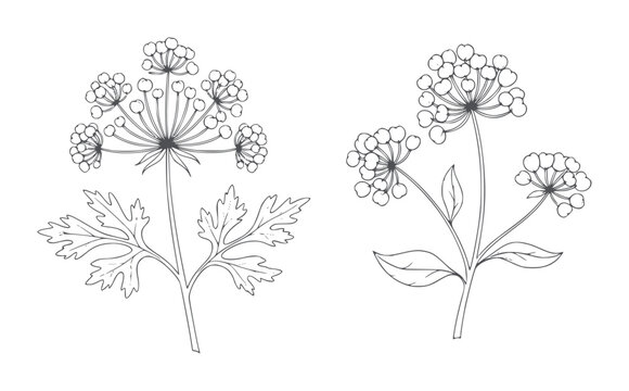 Two line of flowering plants with compound umbel inflorescences botanical leaf